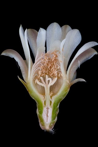 Gymnocalycium schickendantzii